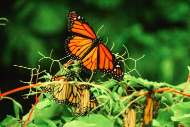 Monarch Kelebek Michoacan Meksika meksika monarca