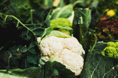 Karnabahar ağaç organik karnabahar taze