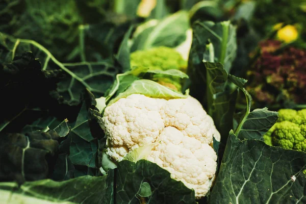 Karnabahar ağaç organik karnabahar taze