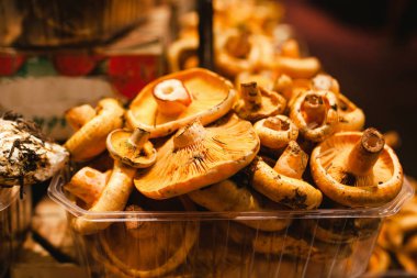 robellons mantar veya rovellons tomurcukları