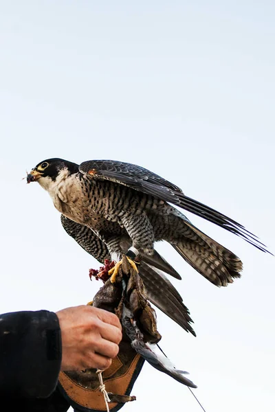 Homme tenant un faucon avant de l'utiliser pour chasser des oiseaux dans une forêt — Photo