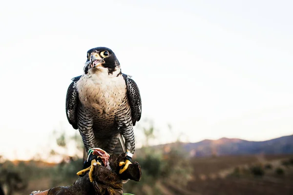Homme tenant un faucon avant de l'utiliser pour chasser des oiseaux dans une forêt — Photo