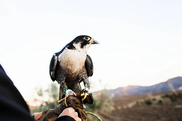 Homme tenant un faucon avant de l'utiliser pour chasser des oiseaux dans une forêt — Photo