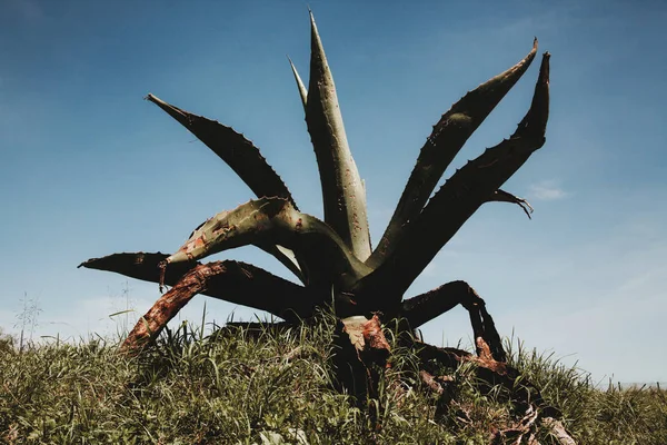 mexican cactus, agave plant in Mexico