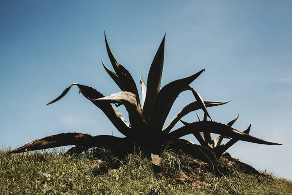 mexican cactus, agave plant in Mexico