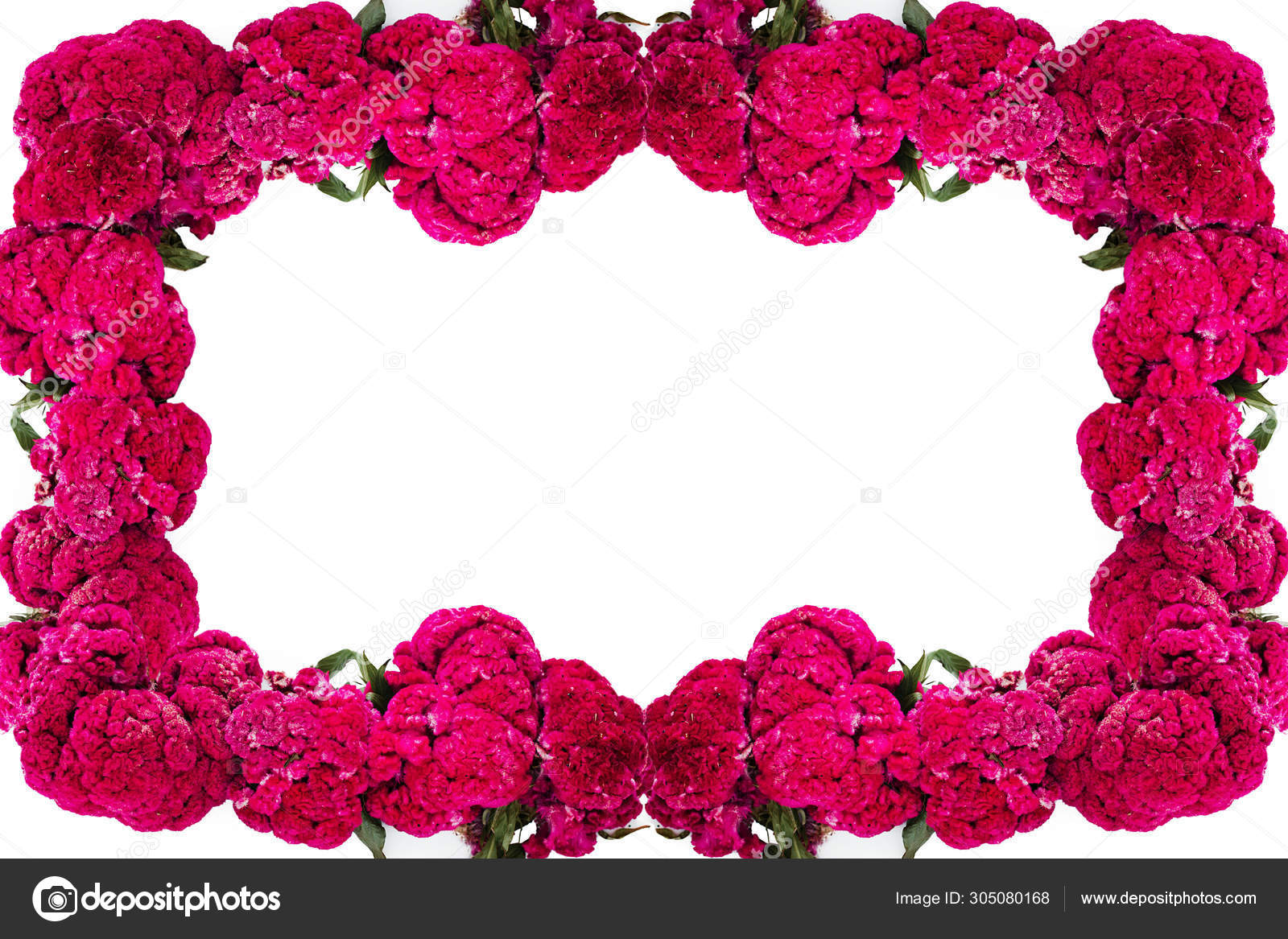 Flor de Terciopelo o Celosia Flower frame, Mexicano Flores para