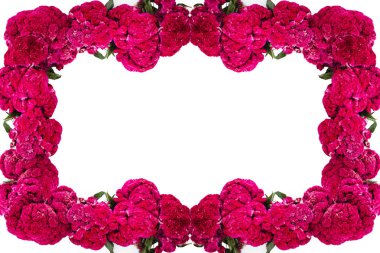 Flor de Terciopelo o Celosia Çiçek çerçeve, Ölü Meksika geleneğinin di a de muertos Günü ofrendas teklifleri için Meksika Çiçekler