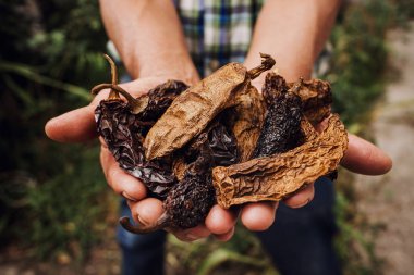şili Chipotle, Meksika'da kurutulmuş biber, Meksika çiftçi Eller de biber çeşitleri