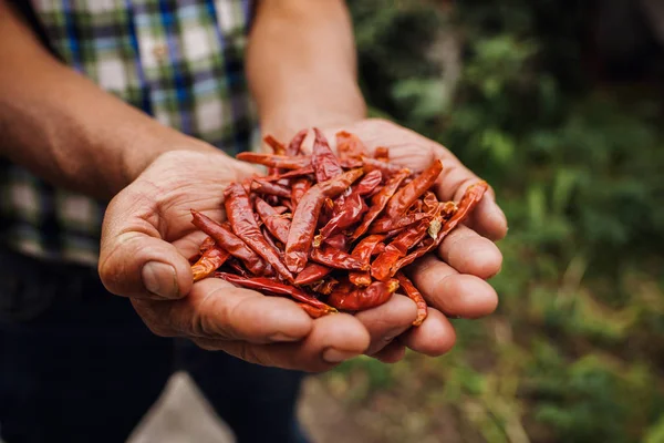 Чилі Guajillo, мексиканський сушений перець чилі, асортимент перцю Чилі в руках фермерів в Мексиці — стокове фото