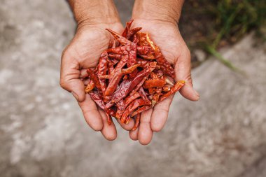 Chile Guajillo, mexican dried chili pepper, Assortment of chili peppers in farmer Hands in Mexico clipart