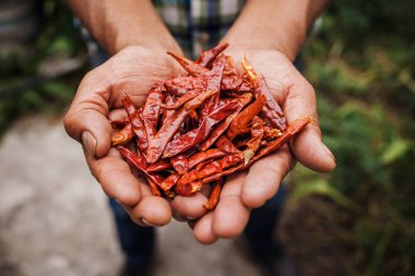 Şili Guajillo, Meksika'da kurutulmuş biber, Meksika çiftçi Eller acı biber Çeşitleri