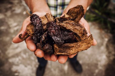 şili Chipotle, Meksika'da kurutulmuş biber, Meksika çiftçi Eller de biber çeşitleri