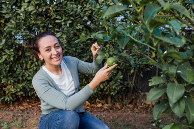 İspanyol kadın evdeki sebze bahçesinde limon ağacından hasat yapıyor.