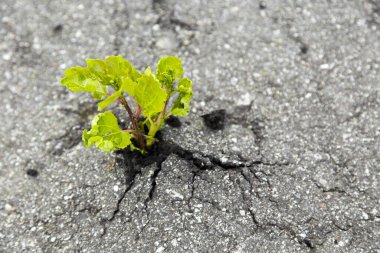 Küçük yeşil ağaç gri asfaltı kırdı ve büyüdü.