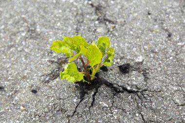 Küçük yeşil ağaç gri asfaltı kırdı ve büyüdü.