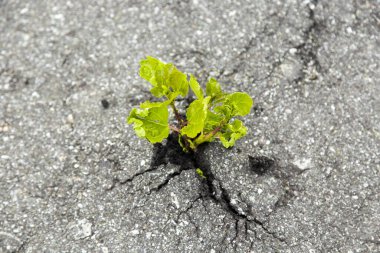 Küçük yeşil ağaç gri asfaltı kırdı ve büyüdü.
