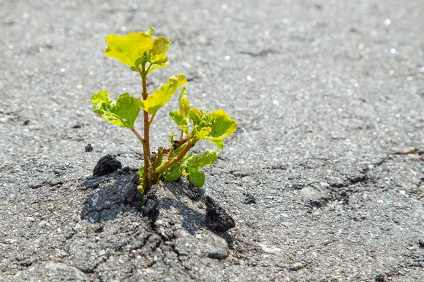 Küçük yeşil ağaç gri asfaltı kırdı ve büyüdü.