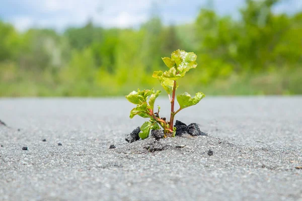 Küçük yeşil ağaç gri asfaltı kırdı ve büyüdü.