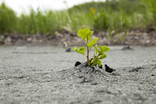 Küçük yeşil ağaç gri asfaltı kırdı ve büyüdü.