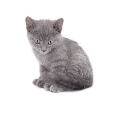 Güzel yalancı küçük mavi kedi beyaz bir arka plan üzerinde izole