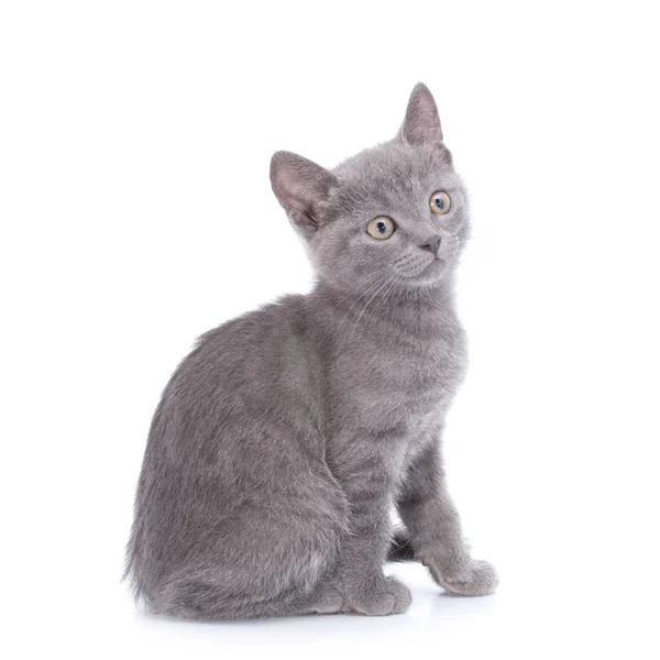 Schöne kleine blaue Katze ist isoliert auf weißem Hintergrund — Stockfoto