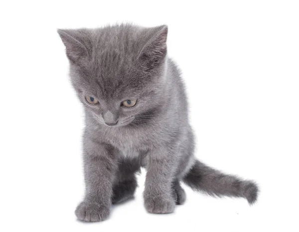 Schöne kleine blaue Katze ist isoliert auf weißem Hintergrund — Stockfoto