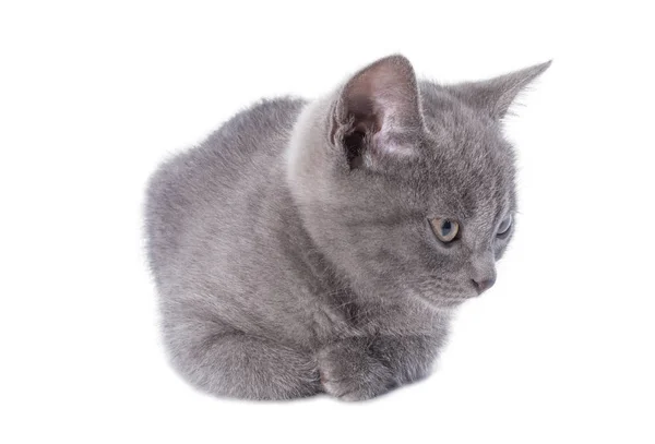 Schön liegende kleine blaue Katze ist isoliert auf weißem Hintergrund — Stockfoto