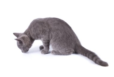Güzel küçük mavi kedi sniffes zemin üzerinde beyaz bir arka plan izole