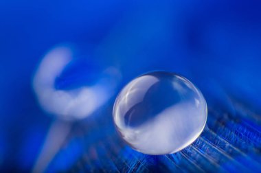 Bir makro çiğ su damlası, güzel doğal arka plan ile kabarık tüyleri renkli mavi soyut bir resim.