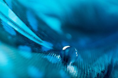 Bir makro çiğ su damlası, güzel doğal arka plan ile kabarık tüyleri renkli mavi soyut bir resim.