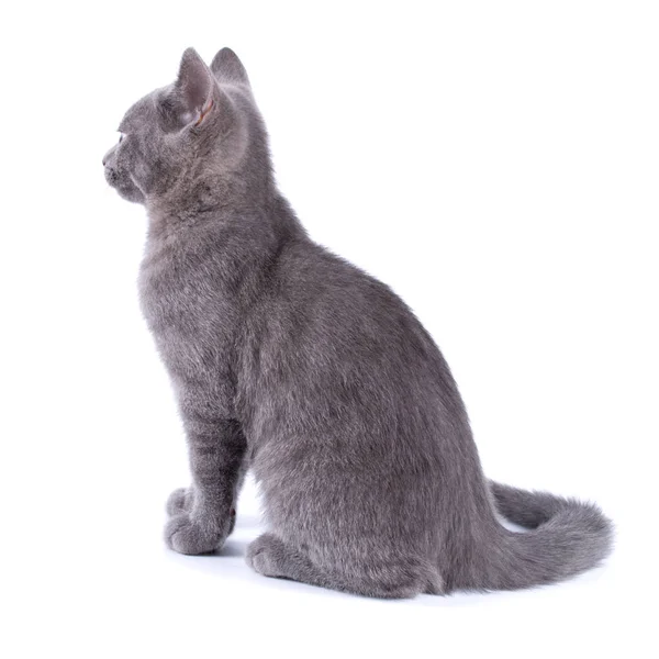 Hermoso pequeño gato azul huele el suelo está aislado sobre un fondo blanco — Foto de Stock