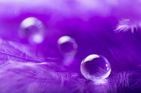 Una imagen abstracta de color púrpura plumas esponjosas con una gota de rocío macro agua, hermoso fondo natural . — Foto de Stock