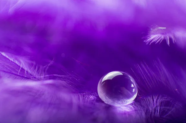 Una imagen abstracta de color púrpura plumas esponjosas con una gota de rocío macro agua, hermoso fondo natural . — Foto de Stock