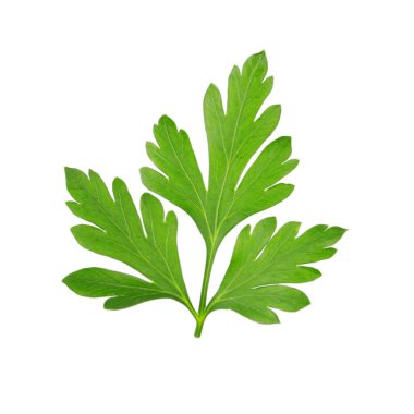 Beyaz arkaplanda yeşil maydanoz yaprakları