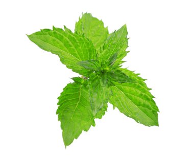 Nane yaprakları beyaza izole edilmiş. Nane Kırpma Yolu