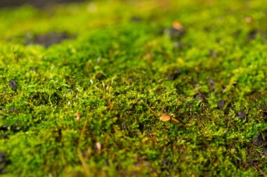 Yeşil yosun arkaplan dokusu doğada güzeldir
