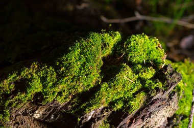 Yeşil yosunlarla kaplı bir duvarın taşları.