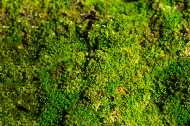 Yeşil yosun arkaplan dokusu doğada güzeldir