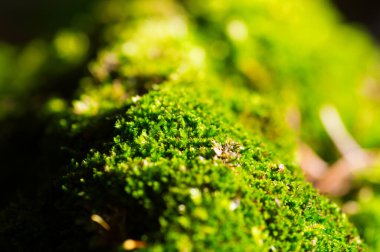 Yeşil yosunlarla kaplı bir duvarın taşları.