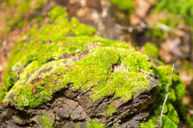 Yeşil yosunlarla kaplı bir duvarın taşları.