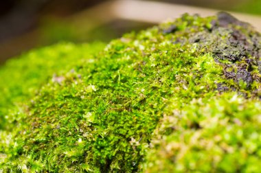 Yeşil yosun arkaplan dokusu doğada güzeldir