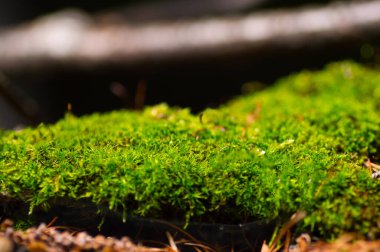 Yeşil yosun arkaplan dokusu doğada güzeldir