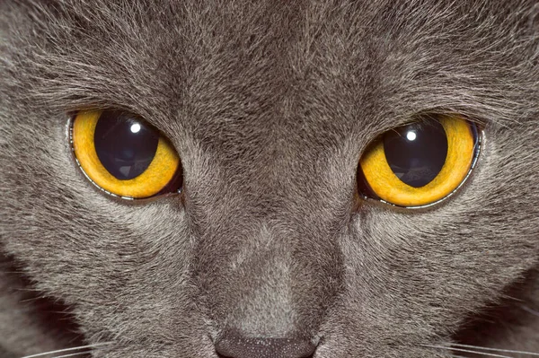 Gelbe Augen Einer Grauen Britischen Katze — Stockfoto