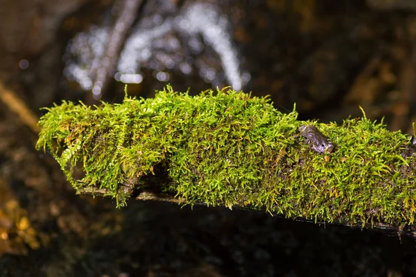 Old Tree Cover Moss Mountain — Stock Photo, Image