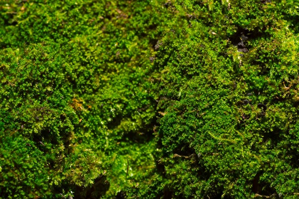 绿色苔藓背景质感自然美丽 — 图库照片