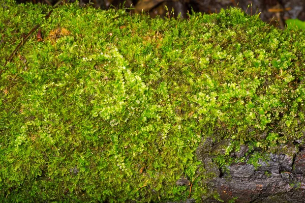 Muschio Verde Sfondo Texture Bella Natura — Foto Stock