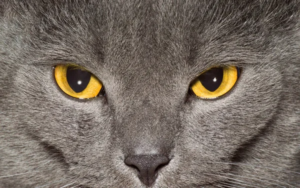 Gelbe Augen Einer Grauen Britischen Katze — Stockfoto