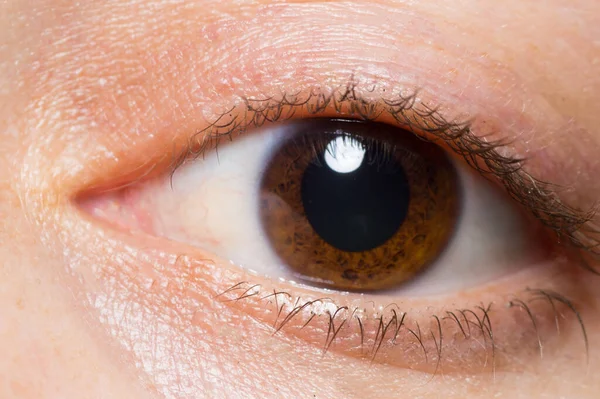 Tek kahverengi kadın gözü makrosu