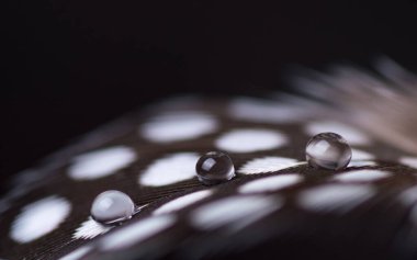 Güzel, büyük bir çiy damlası bir tüye düşer. Doğa arkaplanı.