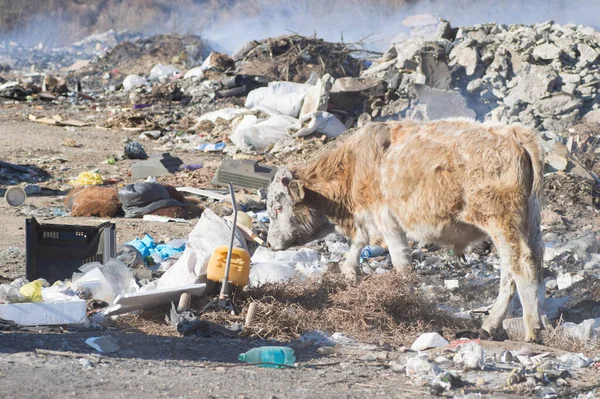 Cows eat food on a garbage dump.